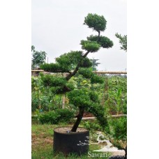 Lohansung (Podocarpus sp)